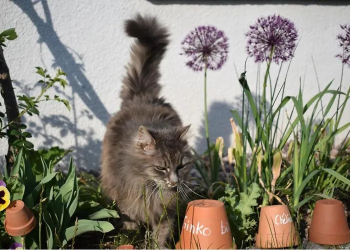 住宿加早餐酒店 飞翔住宿加早餐旅馆 Vecoux