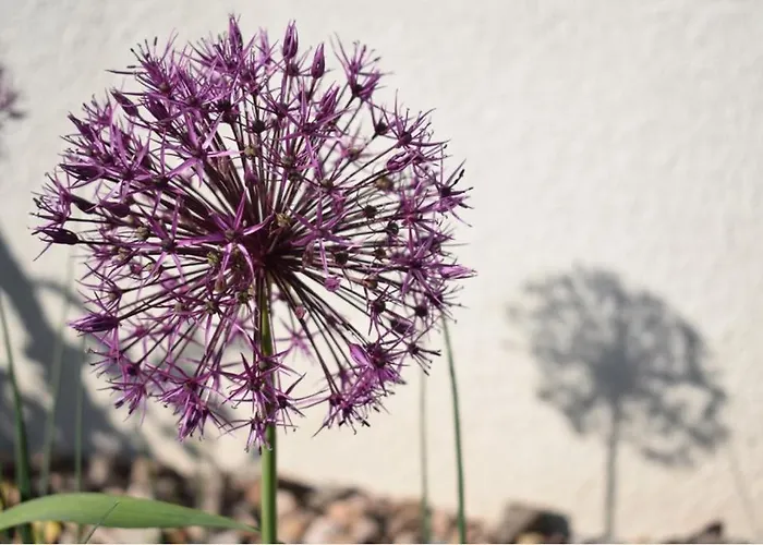 飞翔住宿加早餐旅馆 住宿加早餐酒店 Vecoux