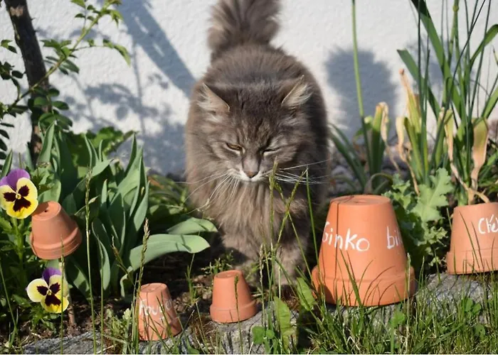 飞翔住宿加早餐旅馆