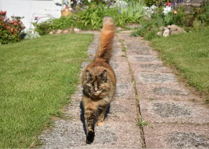 飞翔住宿加早餐旅馆 住宿加早餐酒店 2*